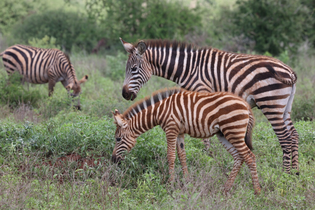 Zebra fêmea com filhote com listras amarronzadas.