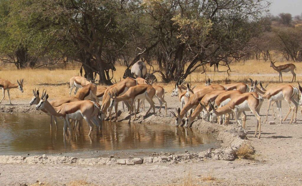 Cabras de leque.