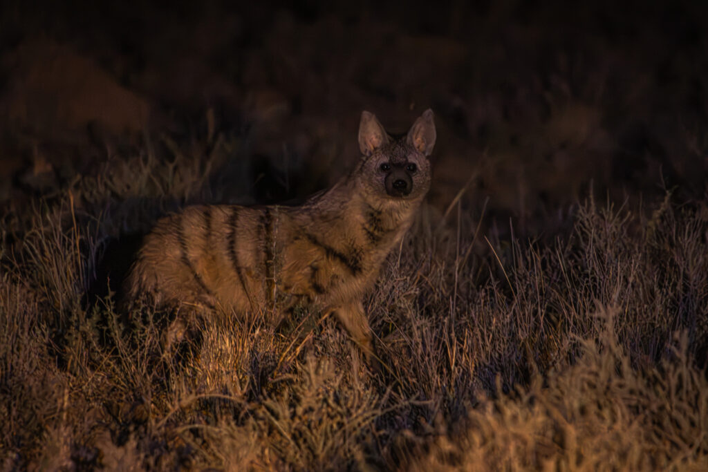 Lobo da terra.