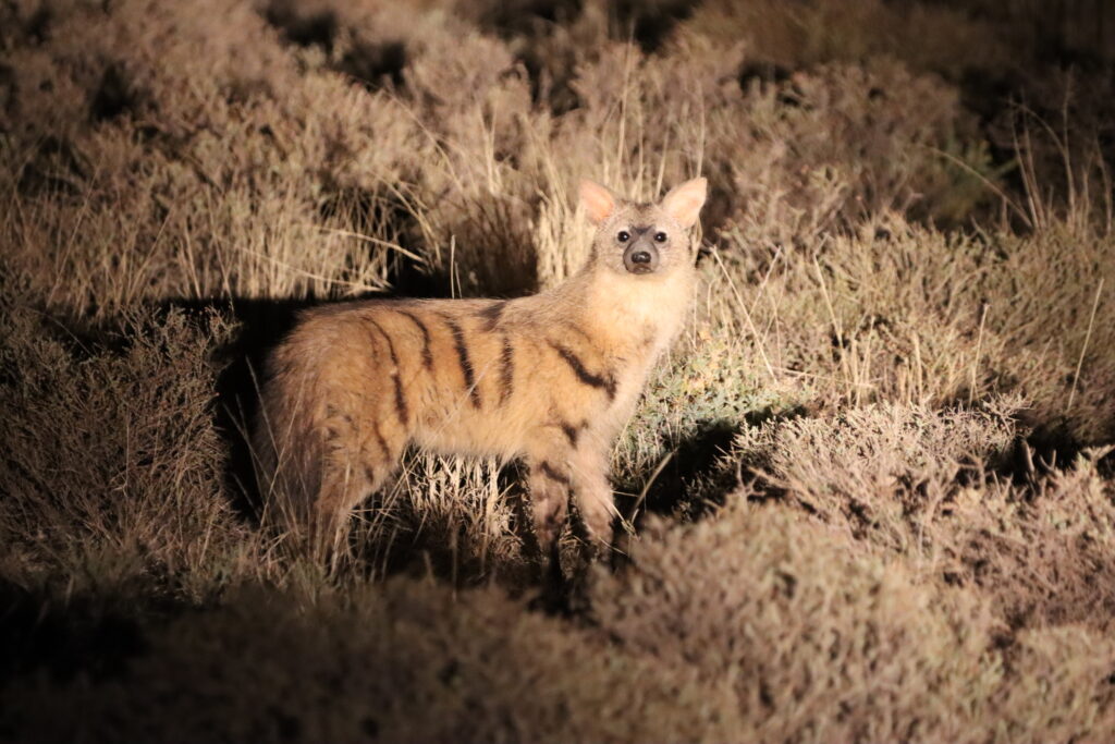 Lobo da terra.