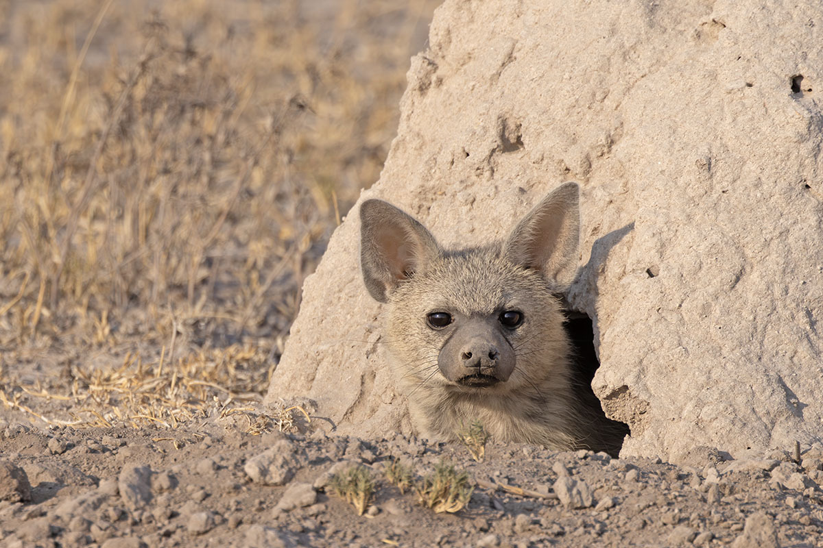 Lobo da terra.