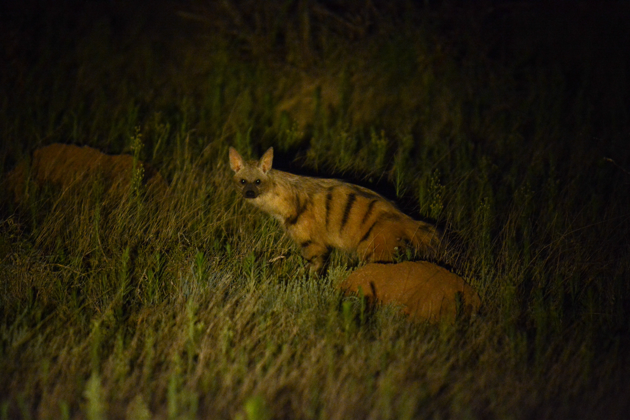 Lobo da terra.