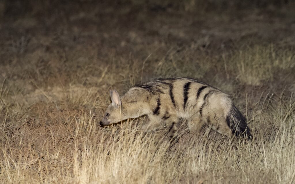 Lobo da terra.