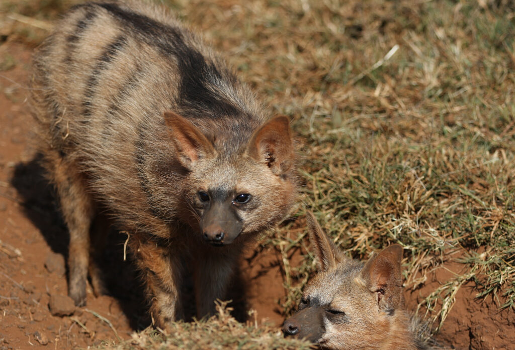 Lobo da terra.