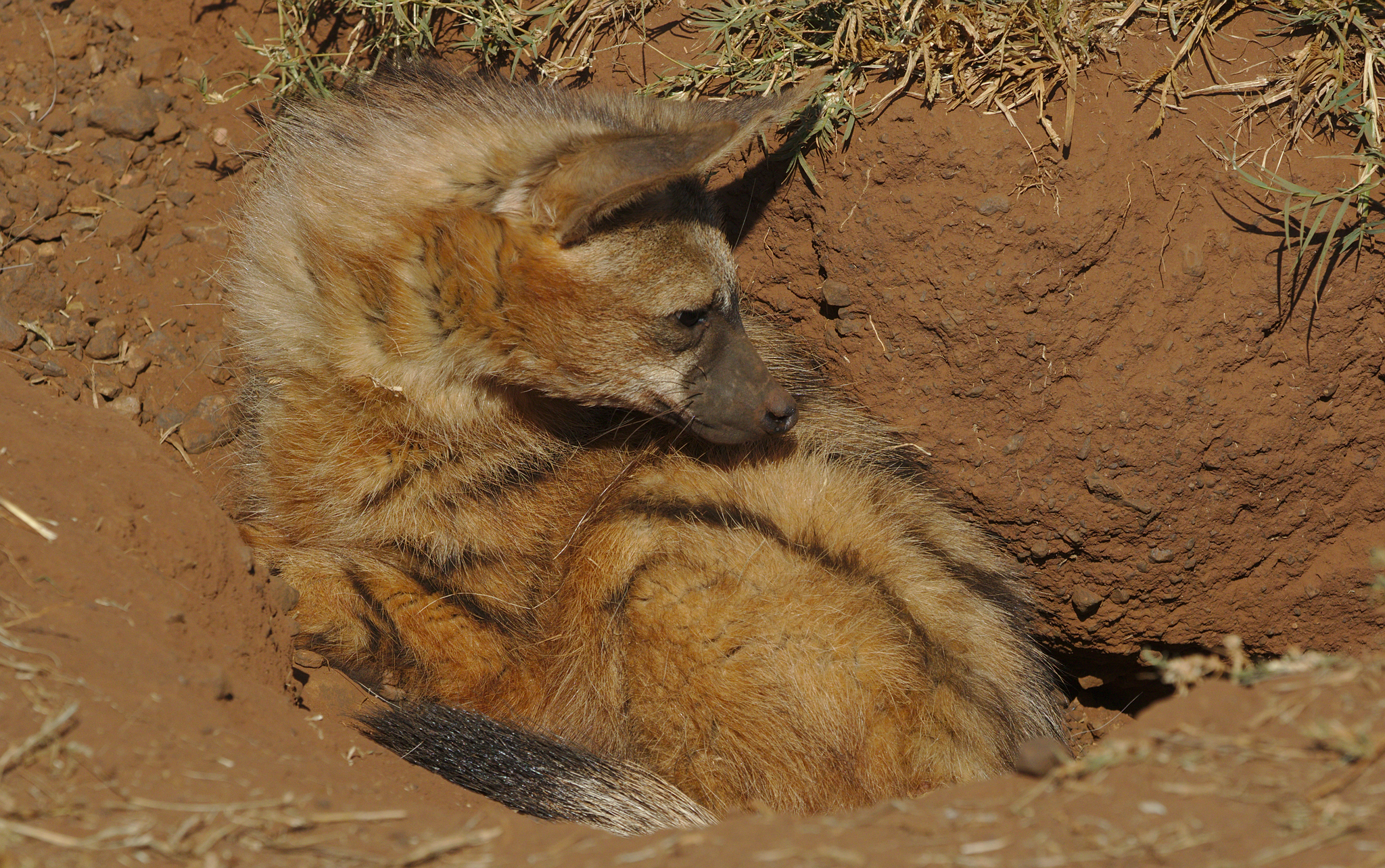 Lobo da terra.