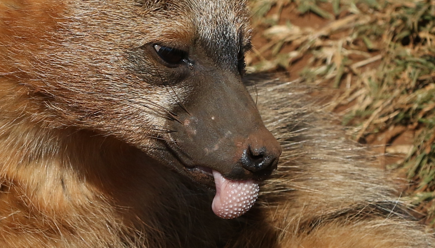 Lobo da terra.