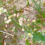 Um ramo verde ramificado com pequenas flores brancas e amarelas fofas. O fundo é composto por terra e vegetação rasteira, com foco na planta em primeiro plano.