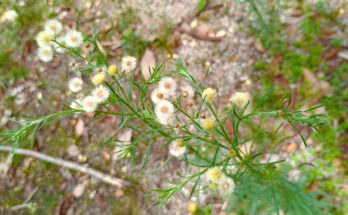 Um ramo verde ramificado com pequenas flores brancas e amarelas fofas. O fundo é composto por terra e vegetação rasteira, com foco na planta em primeiro plano.
