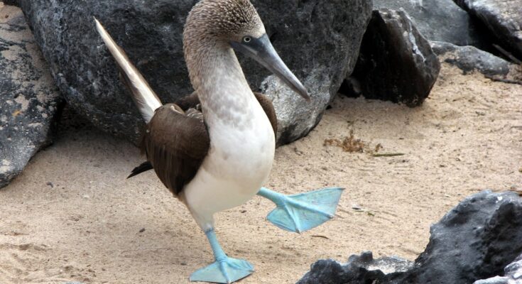 Atobá de pés azuis com pés azuis em areia, cercada por pedras escuras. A ave tem plumagem branca e marrom, bico longo e fino, e está com uma perna levantada.
