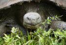 Tartaruga gigante de Galápagos vista de frente, comendo gramíneas.