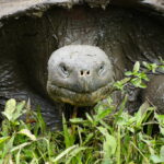 Tartaruga gigante de Galápagos vista de frente, comendo gramíneas.