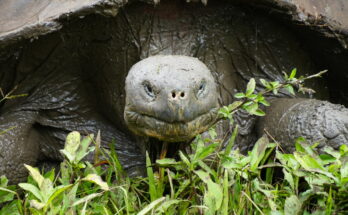 Tartaruga gigante de Galápagos vista de frente, comendo gramíneas.