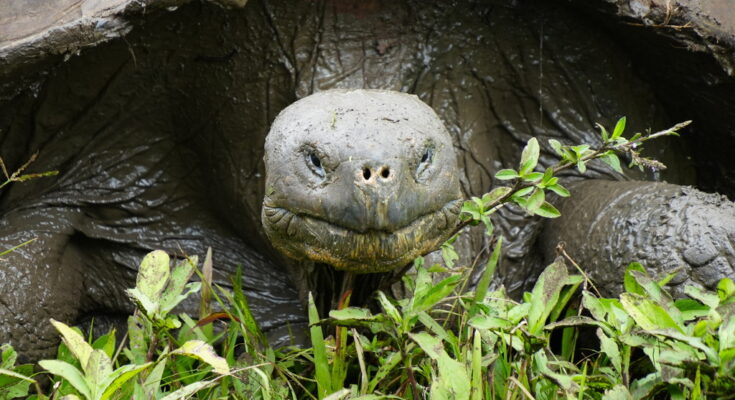 Tartaruga gigante de Galápagos vista de frente, comendo gramíneas.