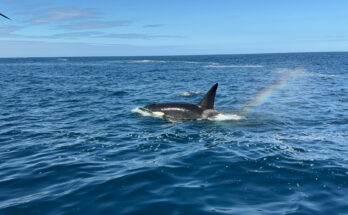 Oceano azul sob céu claro, com orca nadando da esquerda para o centro-direita. Pequeno arco-íris à direita da orca e pássaro preto no canto superior esquerdo.