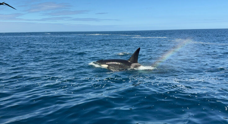Oceano azul sob céu claro, com orca nadando da esquerda para o centro-direita. Pequeno arco-íris à direita da orca e pássaro preto no canto superior esquerdo.