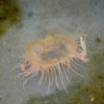 Medusa do mar Olindia translúcida em água turva. Corpo arredondado com filamentos e extremidades rosados. Fundo arenoso com áreas amareladas e esverdeadas.