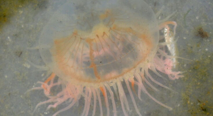 Medusa do mar Olindia translúcida em água turva. Corpo arredondado com filamentos e extremidades rosados. Fundo arenoso com áreas amareladas e esverdeadas.