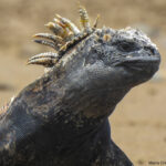 Iguana marinha escura com crista espetada clara sobre fundo bege. Cabeça virada para a direita. Pele texturizada. Assinatura do fotógrafo no canto inferior direito.
